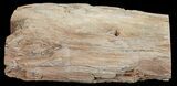 Petrified Wood (Arucaria) Limb Section - Amarillo, Texas #56219-2